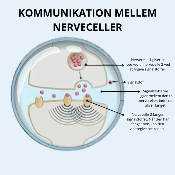 Kommunikation mellem nerveceller