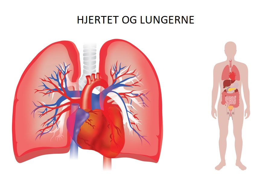 Kredsløbsorganerne