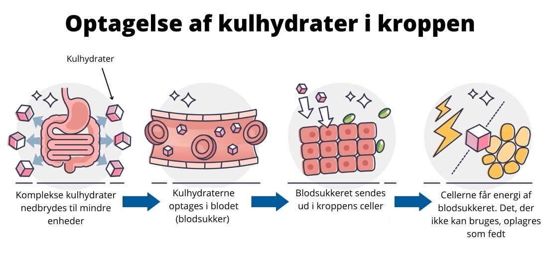 Optagelse af kulhydrat i kroppen