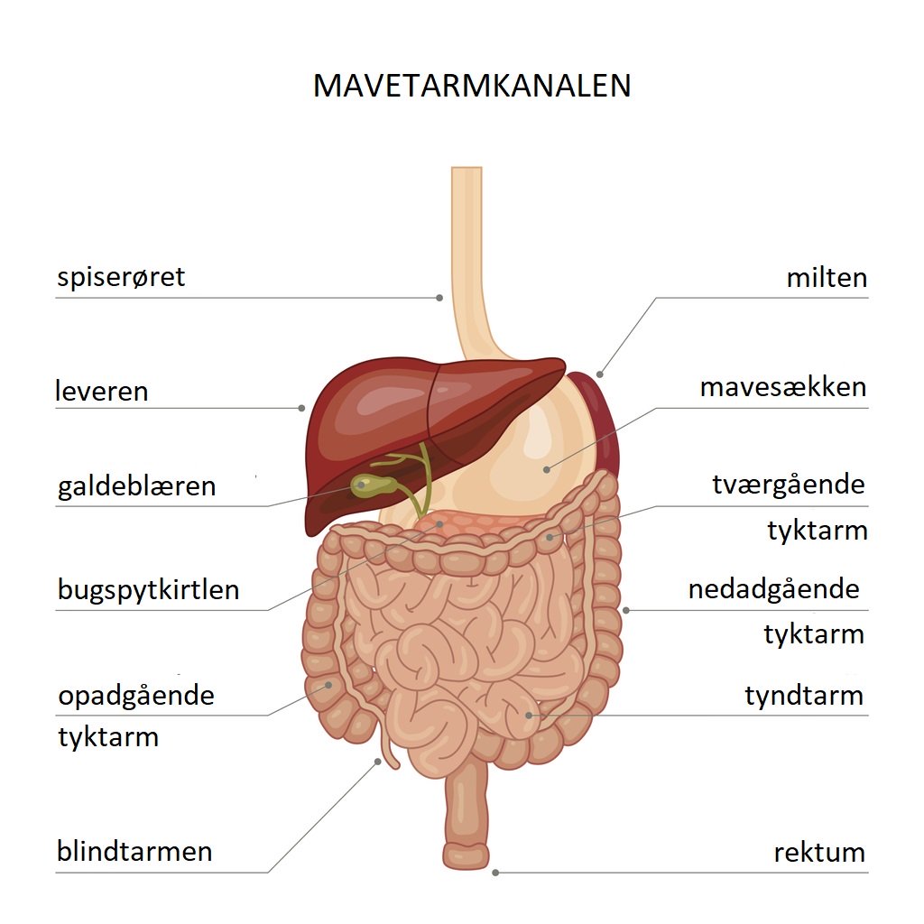 Fordøjelsesorganerne