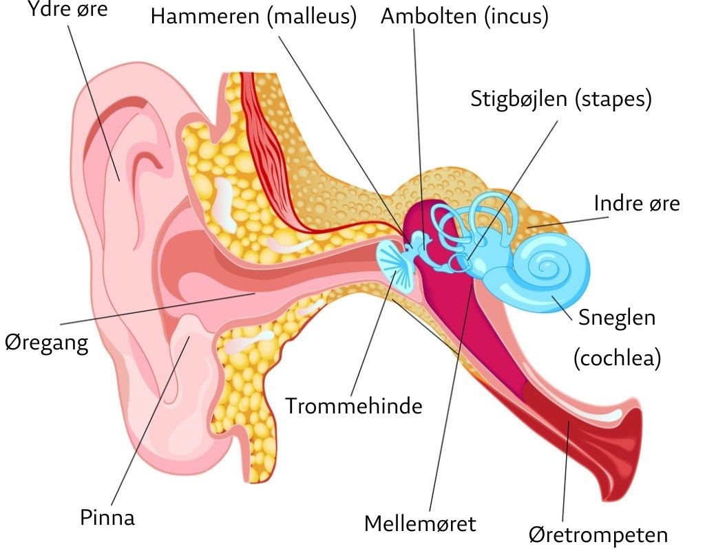 Ørets anatomi